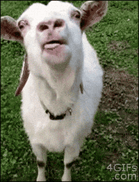 White Goat Sticking Tongue Out in Grass
