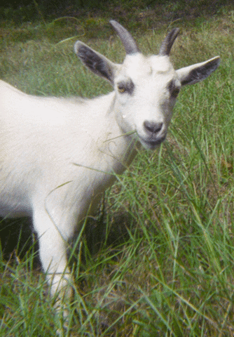 White Goat with Horns in Grass