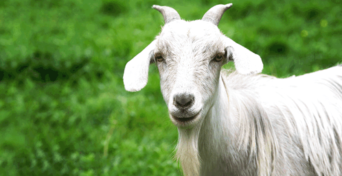 White Goat With Horns Looking At Camera GIF