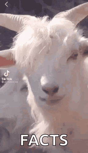 White Goat With Horns Looking at Camera Facts