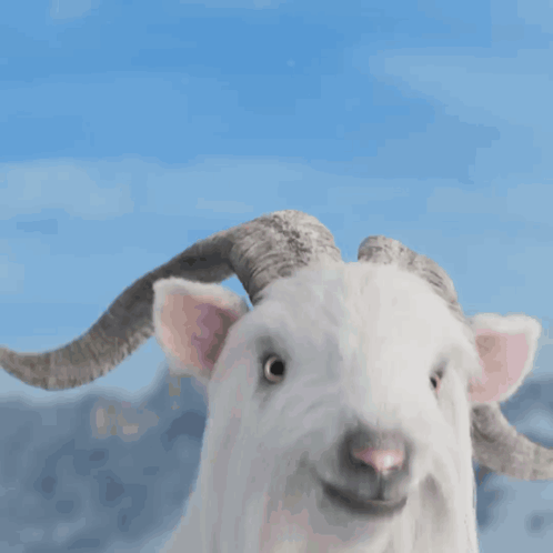 White Goat with Horns Looks at Camera