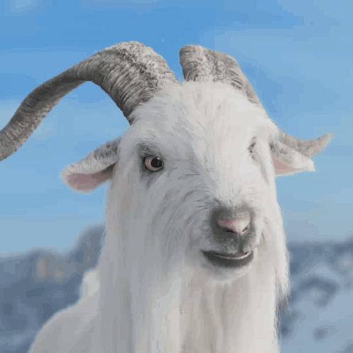 White Goat With Horns Making Funny Face