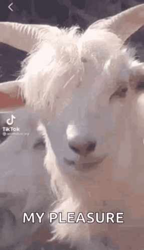 White Goat With Horns Says My Pleasure Next to Another Goat