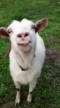 White Goat With Mouth Open