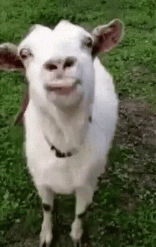 White Goat With Open Mouth Looking at Camera