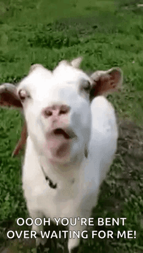 White Goat With Open Mouth Making Funny Face GIF