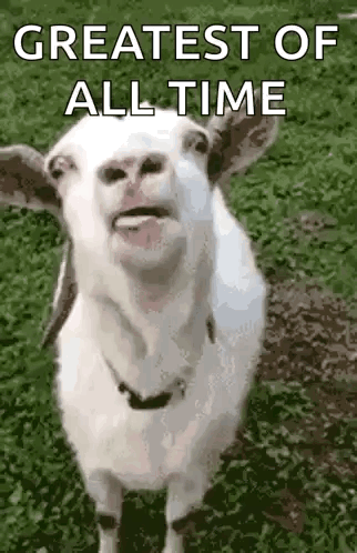 White Goat With Tongue Out Saying Greatest Of All Time GIF
