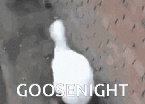 White Goose With Goosenight GIF