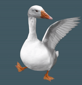 White Goose With Orange Beak Wings Outstretched GIF
