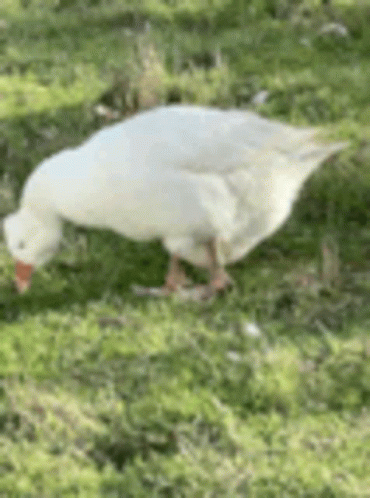 White Goose With Red Beak Walking in Grass