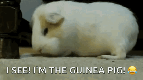 White Guinea Pig Laying On Floor Saying I See I'm The Guinea Pig GIF