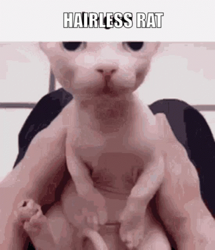 White Hairless Rat Meme GIF