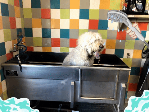 White Hairy Dog Shower Bath Time GIF