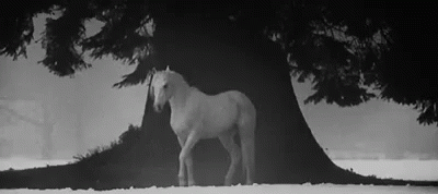 White Horse Neigh Standing GIF