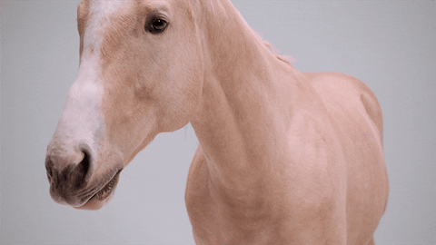 White Horse Neighing GIF