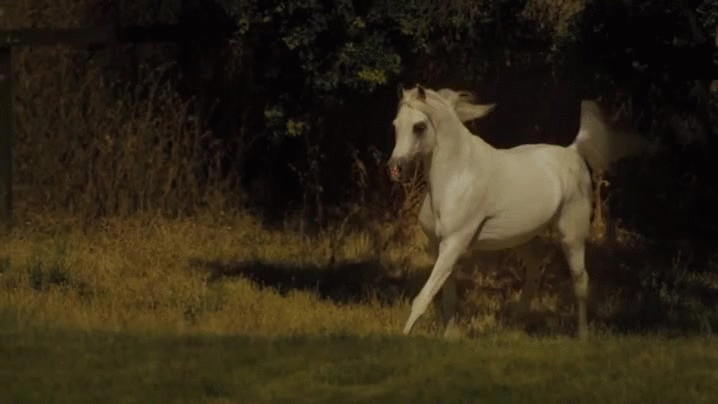 White Horse Running GIF