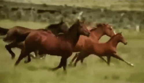 White Horse Saying What GIF