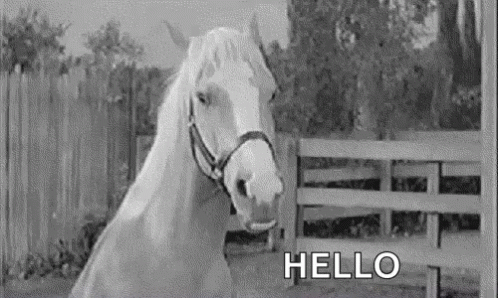 White Horse Standing by Fence