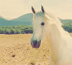 White Horse Standing In Field GIF