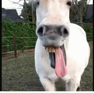 White Horse Sticking Tongue Out