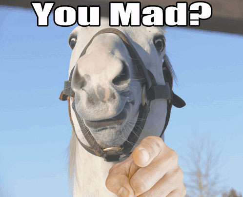 White Horse With Bridle and Hand Pointing Saying You Mad