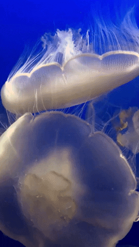 White Jelly Fish Underwater GIF