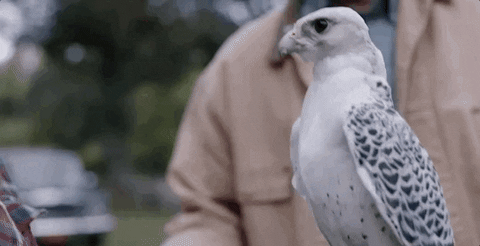 White Juvenile Falcon GIF