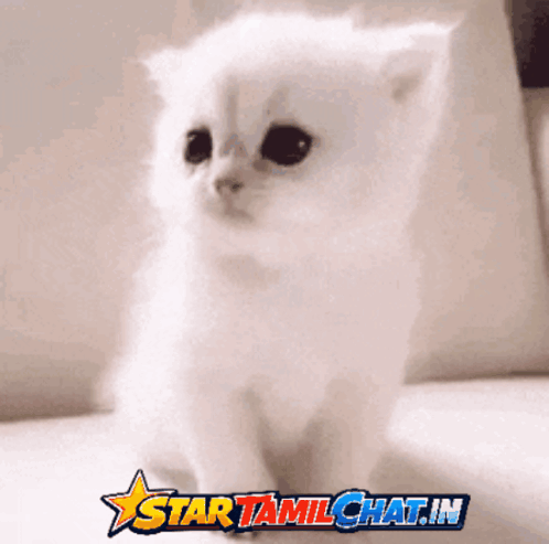 White Kitten By Star Tamilchat.in Banner GIF