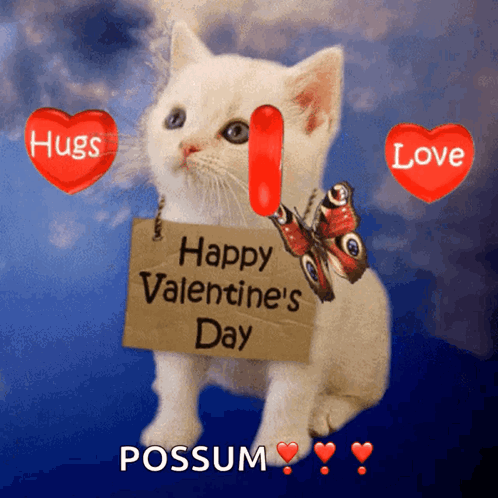 White Kitten Holding Happy Valentine's Day Sign