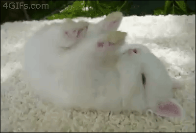 White Kitten Lying on Back