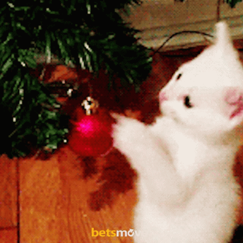 White Kitten Playing With Red Christmas Ornament