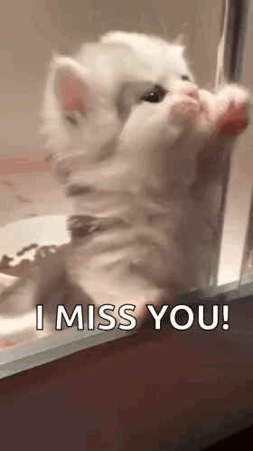 White Kitten Saying I Miss You
