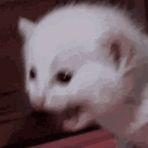 White Kitten Screaming Cat Meme GIF