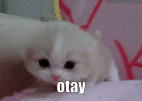 White Kitten Sitting On Pink Blanket GIF