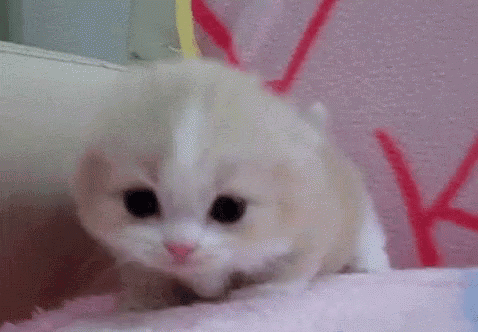 White Kitten Walking on Pink Blanket