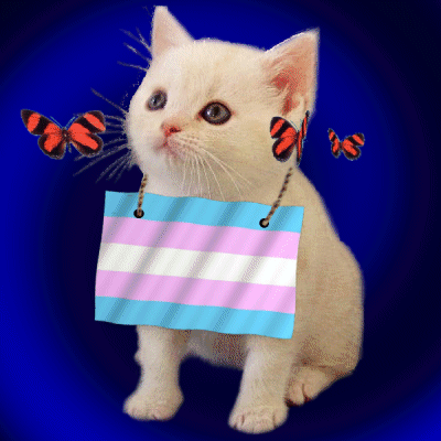 White Kitten With Transgender Flag