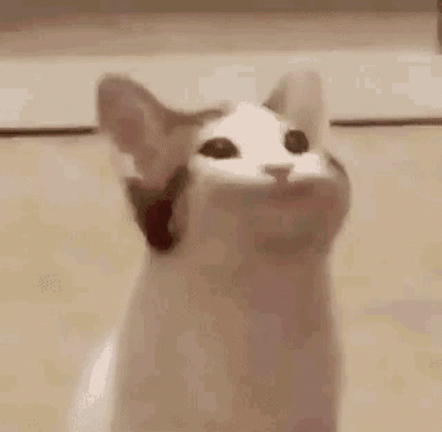 White Kitty Big Gaping Mouth GIF