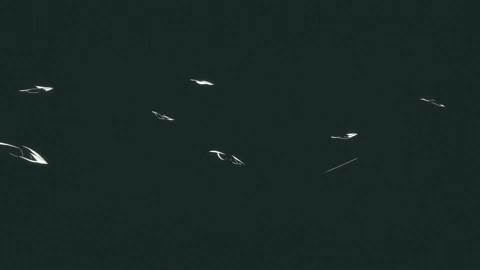 White Moth Paper Airplane GIF