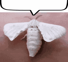 White Moth Sitting On Pink Surface With Speech Bubble GIF