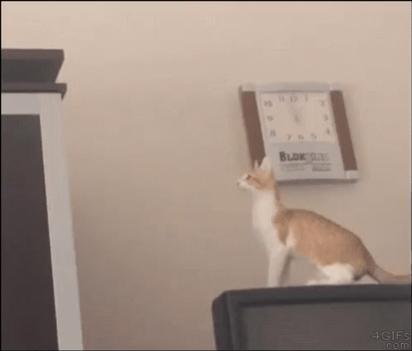 White Orange Cat Fail To Jump GIF