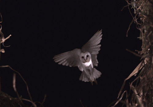 White Owl Flying Through Dark Sky