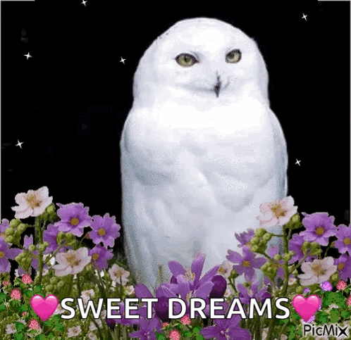 White Owl In Purple Flowers Saying Sweet Dreams GIF