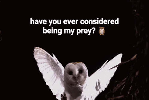 White Owl Wings Outstretched Have You Ever Considered Being My Prey GIF