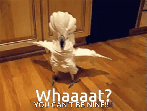 White Parrot Standing on Floor Saying Whaaat You Can't Be Nine