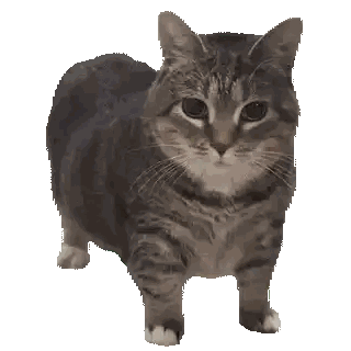 White Paw Standing on Surface