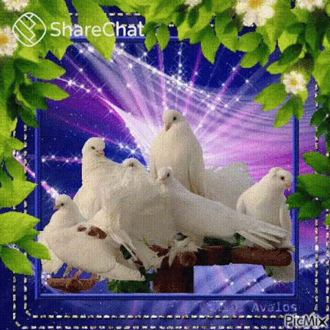 White Pigeons Sitting on Tree Branch