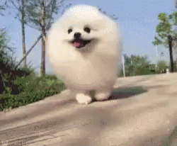 White Pomeranian Dog Running GIF