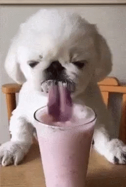 White Puppy Drinking Pink Milkshake Tongue Out