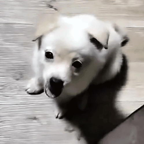 White Puppy Looking at Camera on Wooden Floor