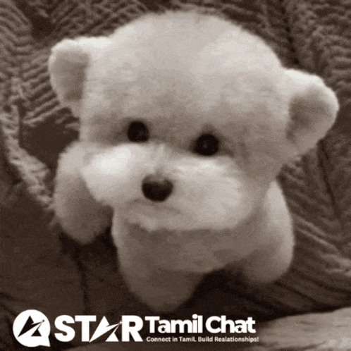 White Puppy On Star Tamil Chat GIF
